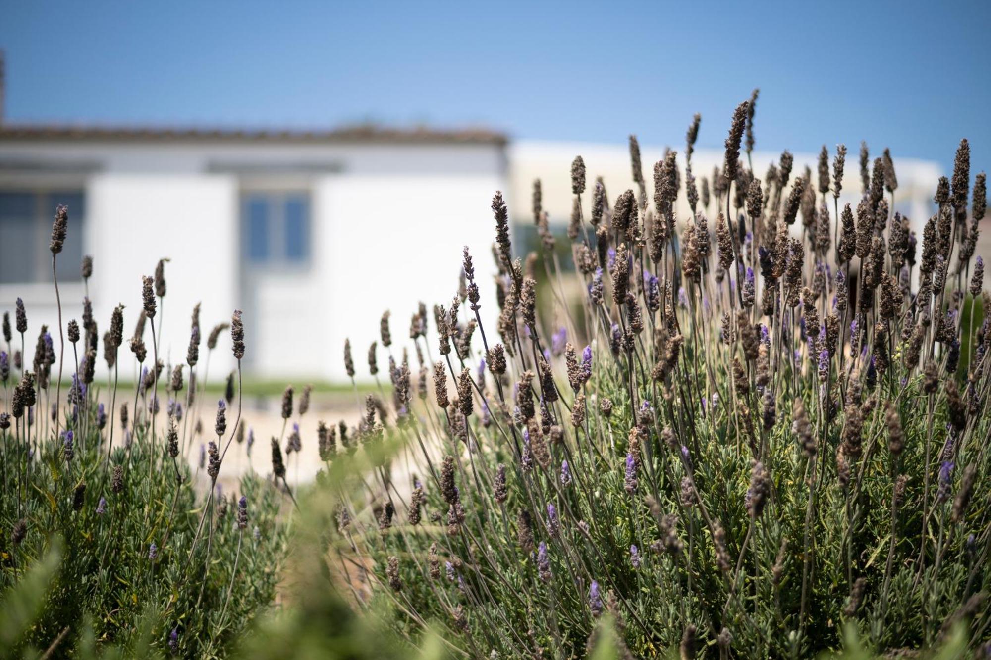 Casa Di Minnanni B&B Santa Teresa Gallura Eksteriør bilde